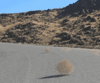 tumbleweed